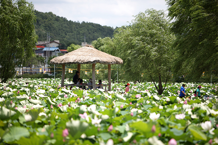Buyeo Seodong Lotusblütenfestival
