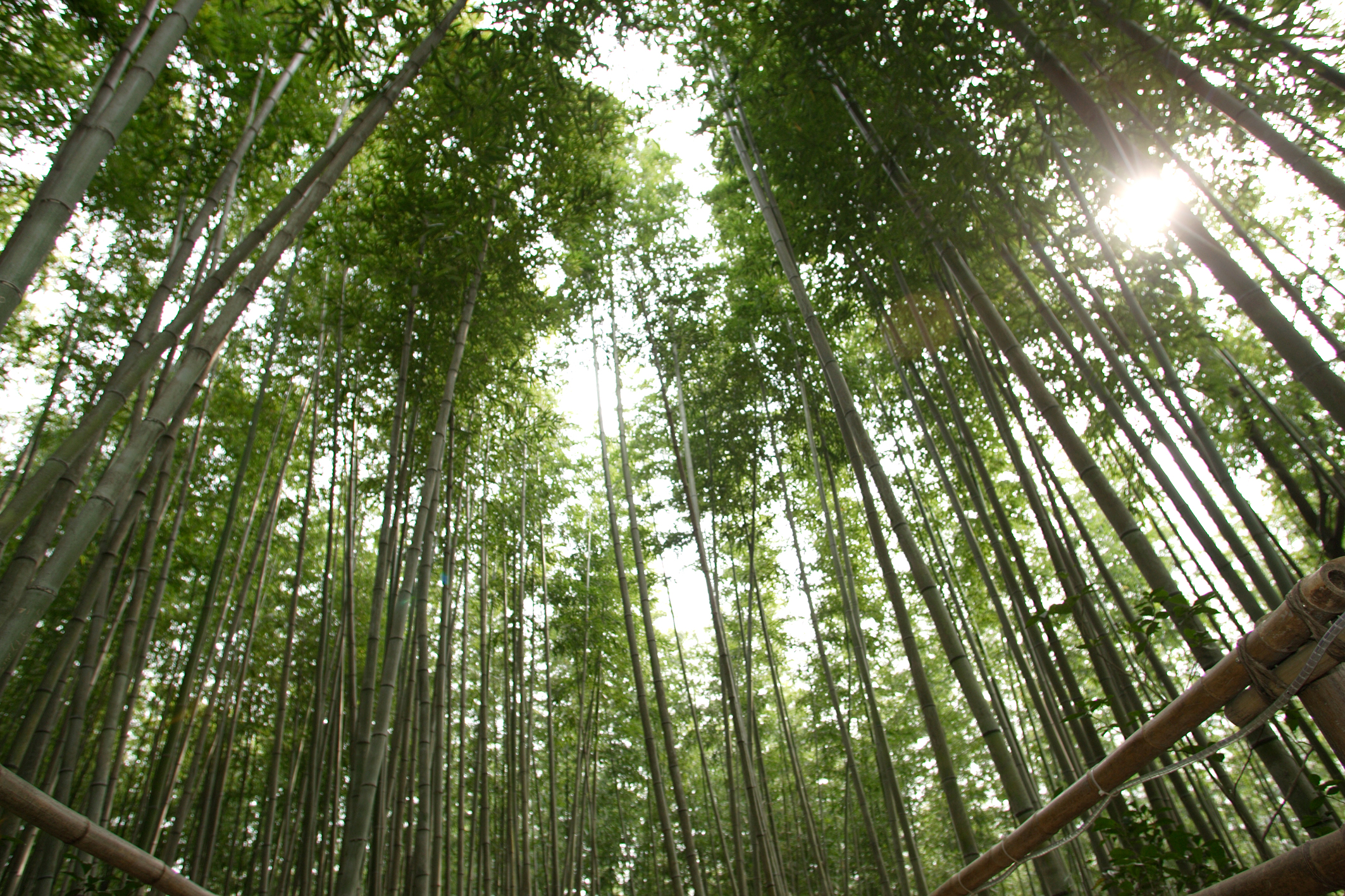 Damyang Bamboo Festival