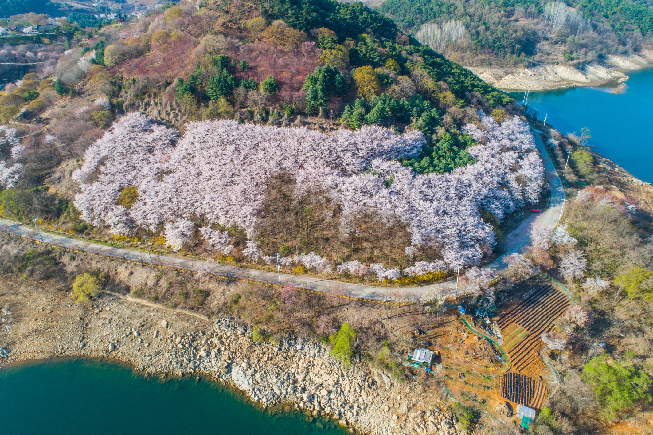 Jecheon Cheongpungho Kirschblütenfestival