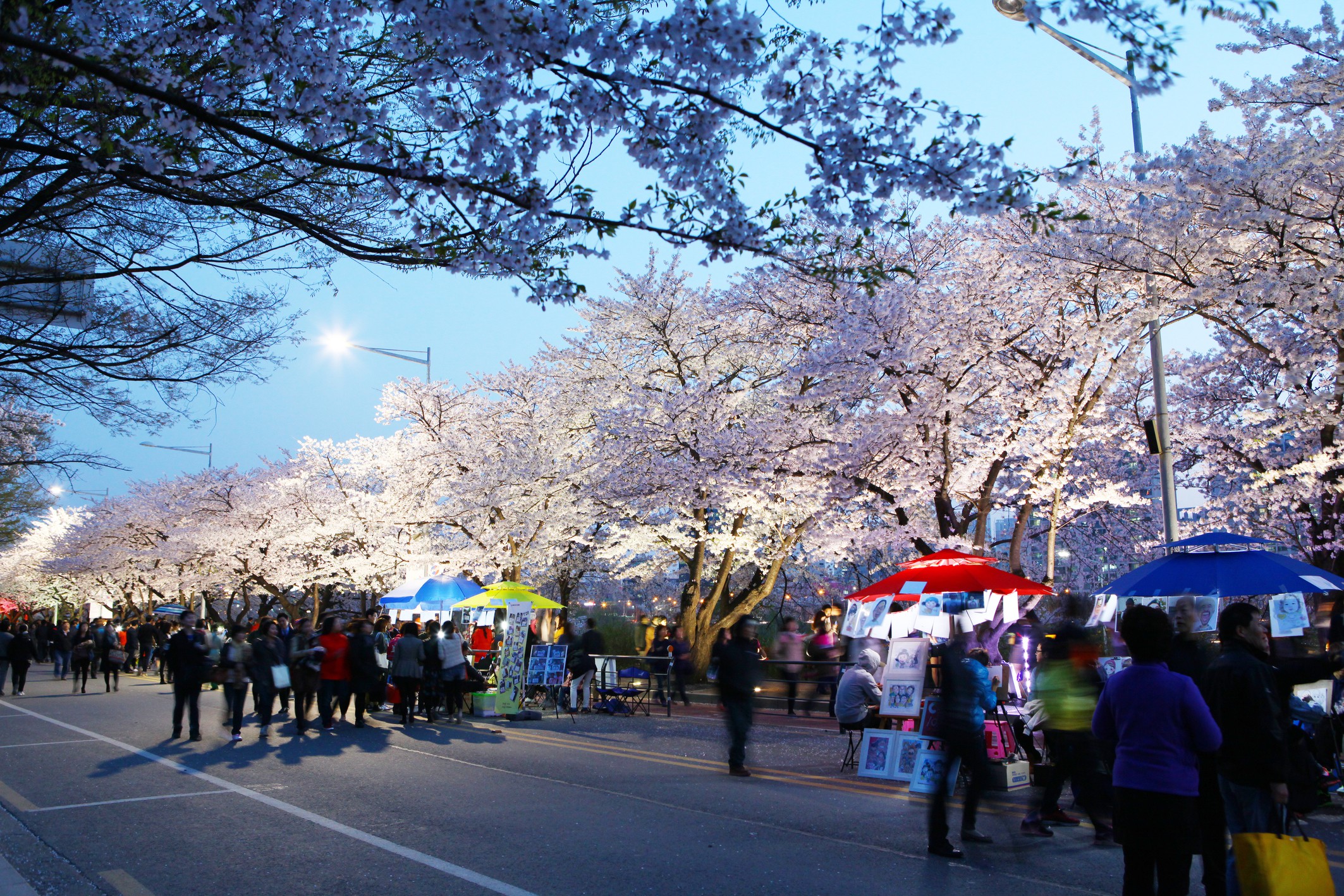 Yeongdeungpo Yeouido Frühlingsblumenfestival