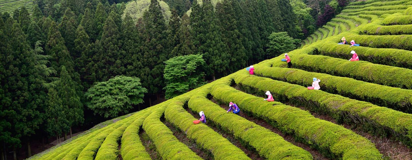 Boseong Green Tea Farm