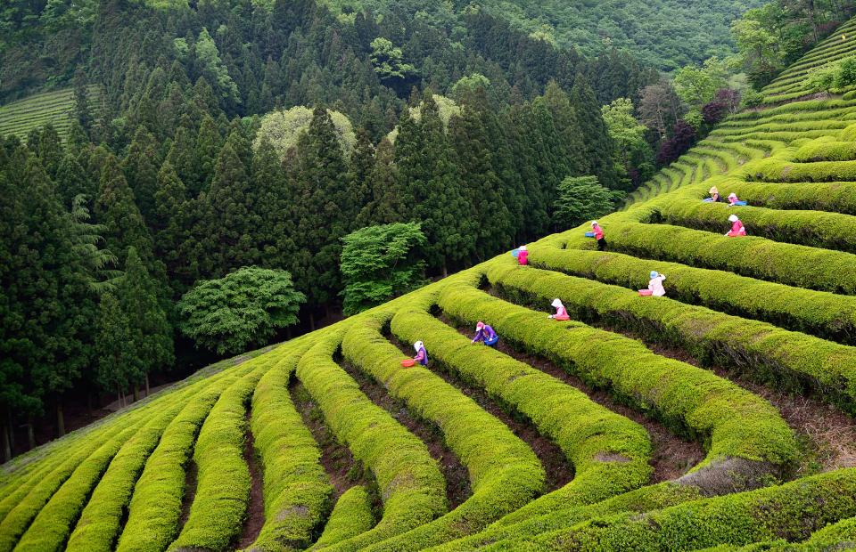 Boseong Green Tea Farm