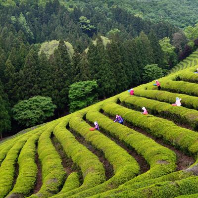 Boseong Green Tea Farm